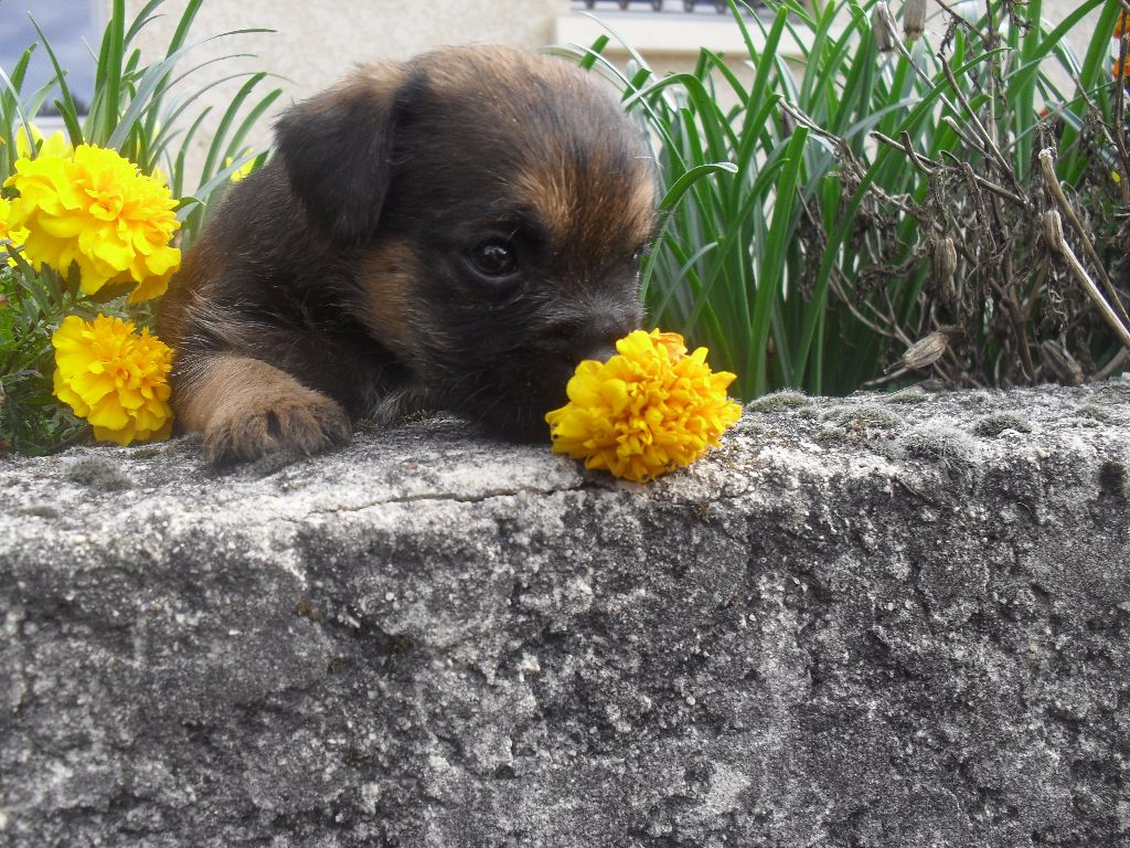 de la petite renardiere - Chiot disponible  - Border Terrier