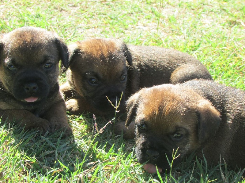 de la petite renardiere - Border Terrier - Portée née le 27/07/2014